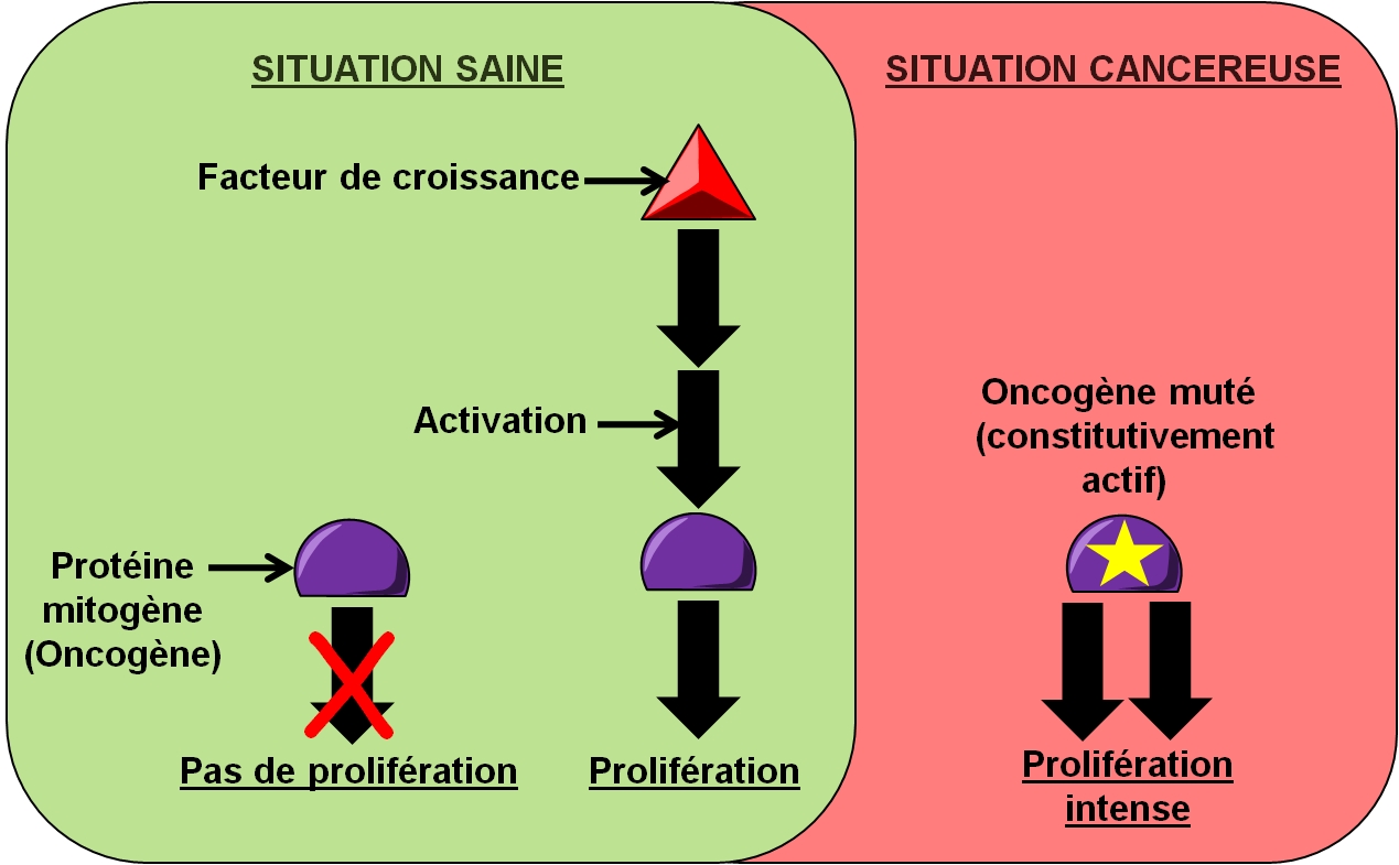 Cycle Cellulaire Prolif Ration Des Cellules Canc Reuses Dossier